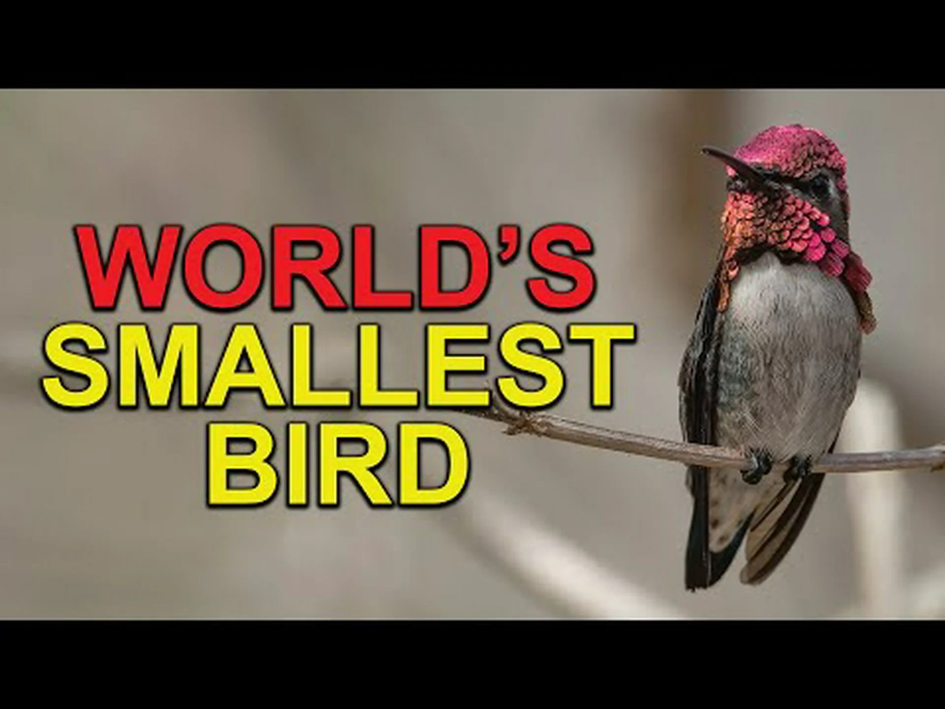 世界最小のハチドリ、ハチドリをご紹介します 世界最小のハチドリ、ハチドリをご紹介します