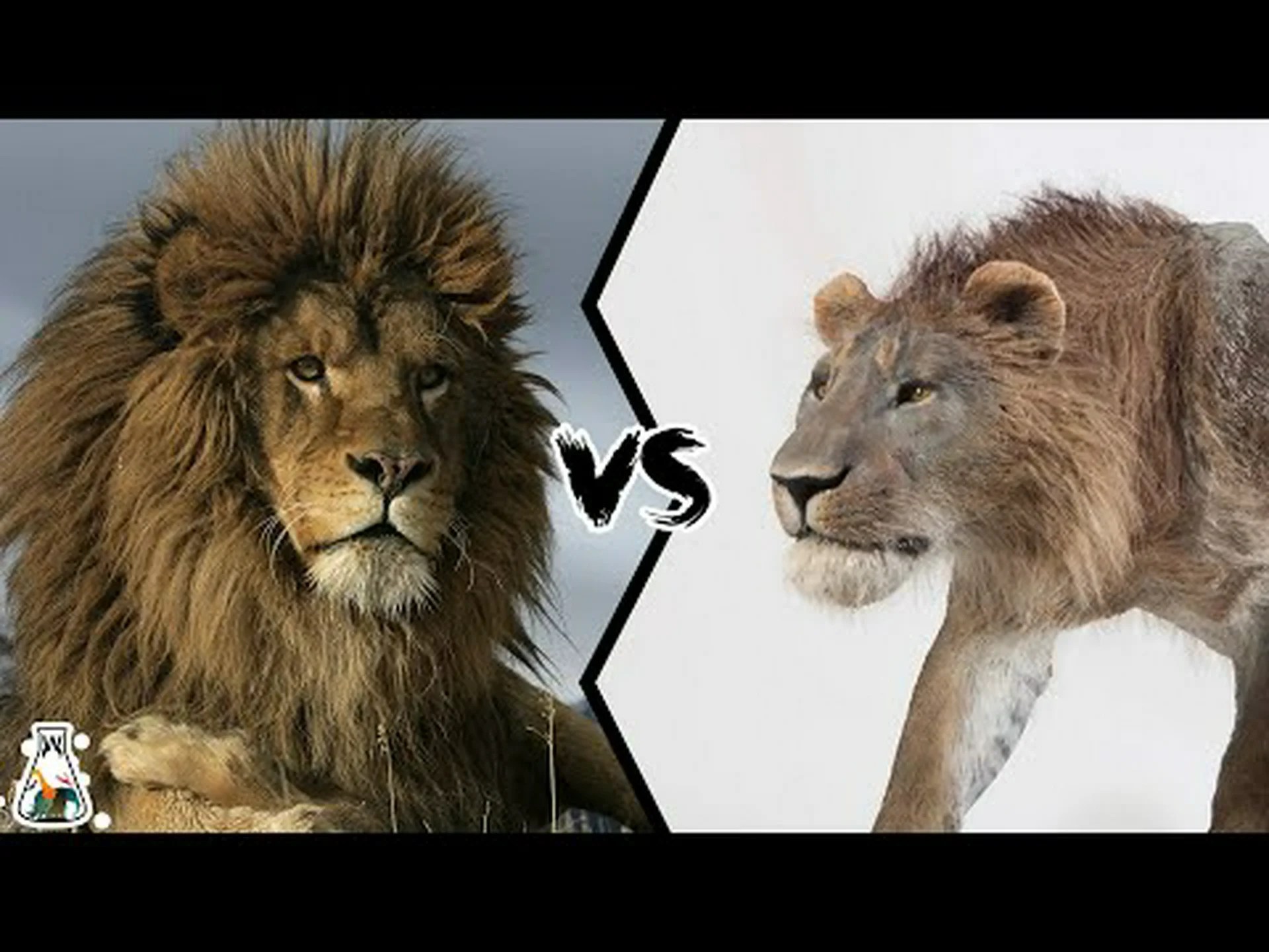 洞窟のライオン vs 現代のライオン: 戦ったらどちらが勝つでしょうか? 洞窟のライオン vs 現代のライオン: 戦ったらどちらが勝つでしょうか?