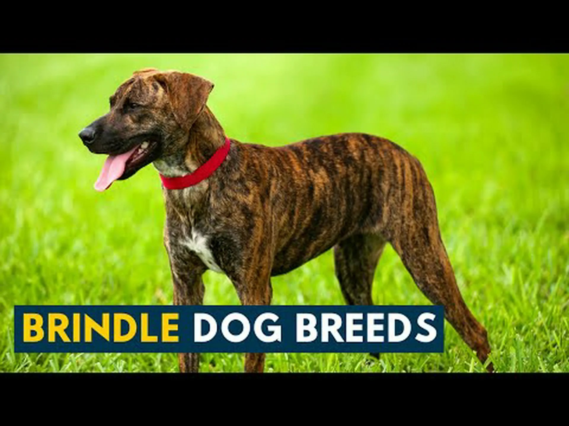 9 つの信じられないほどのブリンドル犬種を紹介します 9 つの信じられないほどのブリンドル犬種を紹介します