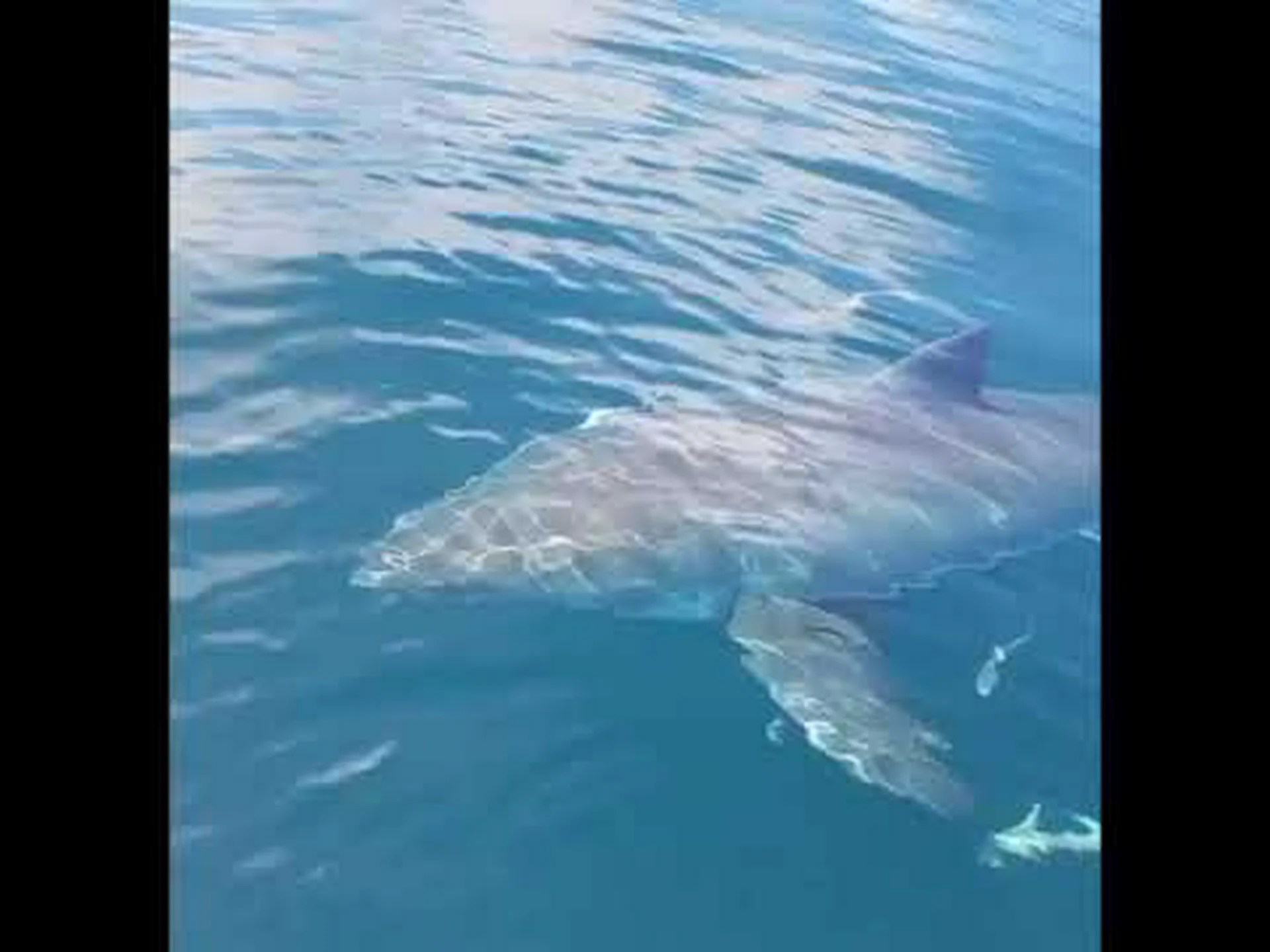 デイトナビーチ沖で発見された巨大なホホジロザメをご覧ください デイトナビーチ沖で発見された巨大なホホジロザメをご覧ください