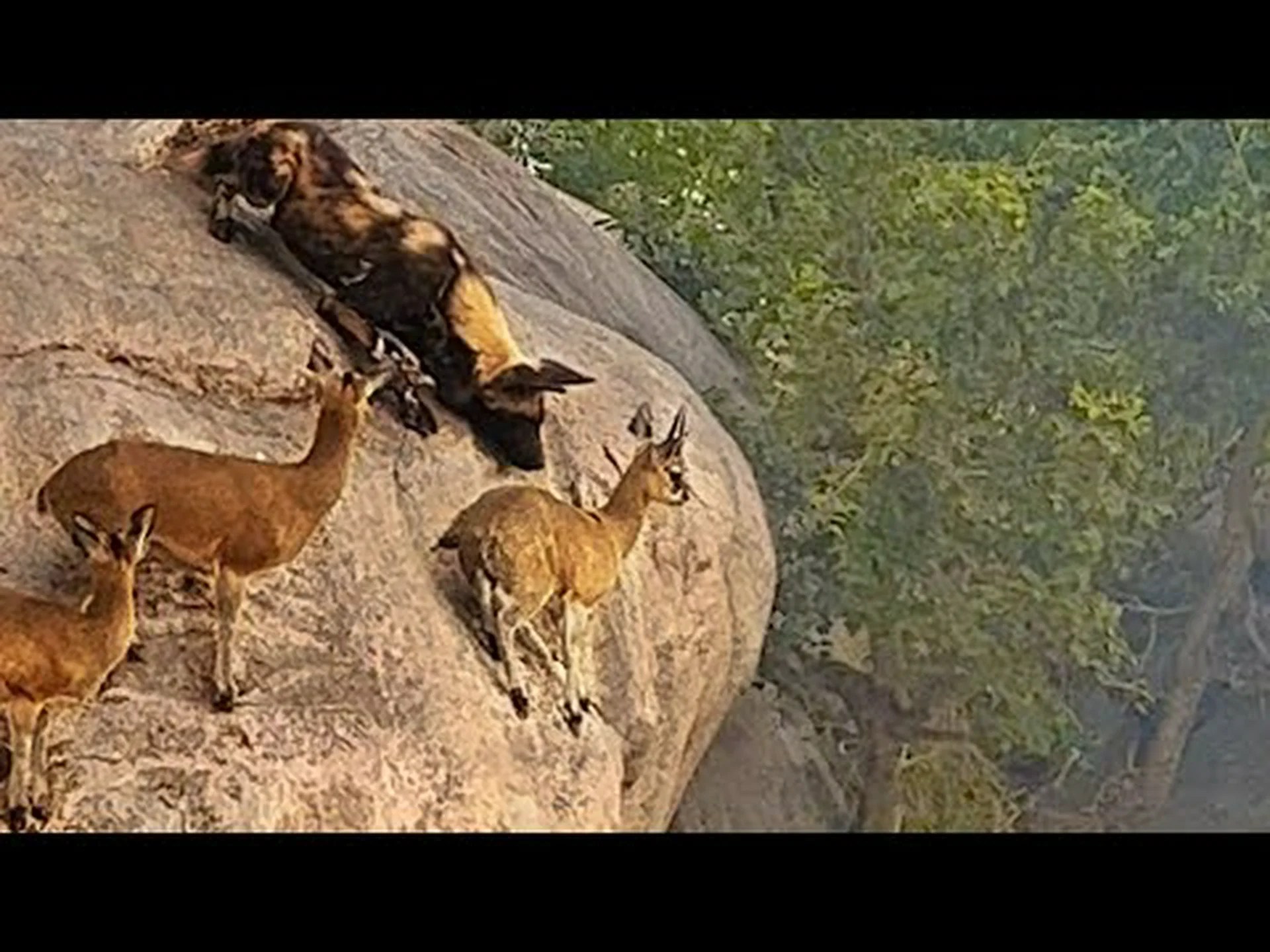 野犬から逃げるために崖の側面にぶら下がっているレイヨウをご覧ください 野犬から逃げるために崖の側面にぶら下がっているレイヨウをご覧ください