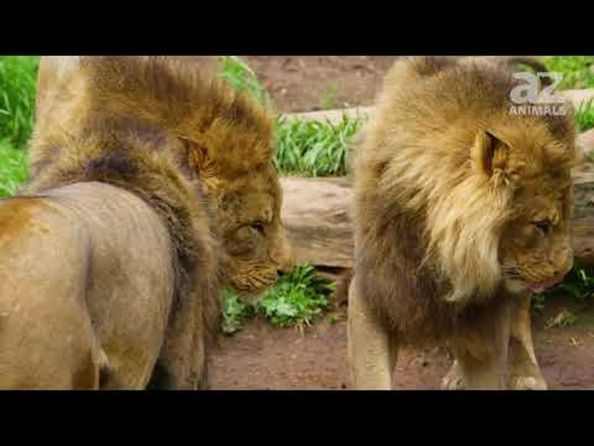 世界で最も恐ろしいライオンたちに会いましょう (帝国を統治しています!) 世界で最も恐ろしいライオンたちに会いましょう (帝国を統治しています!)