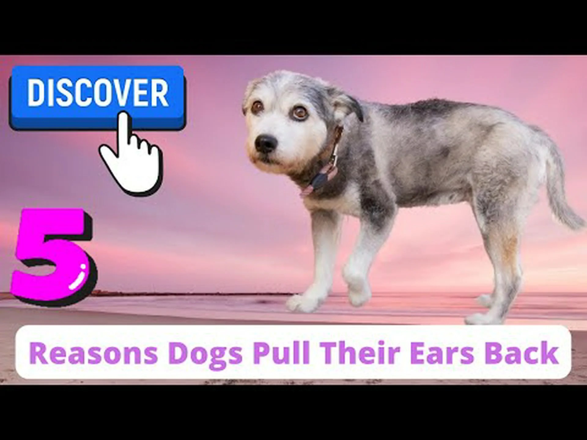 犬が耳を後ろに倒す9つの理由とその内容 犬が耳を後ろに倒す9つの理由とその内容