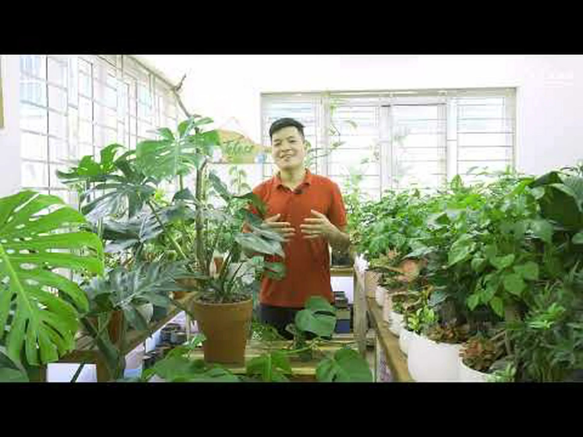 ミニモンステラ観葉植物の手入れ方法 ミニモンステラ観葉植物の手入れ方法