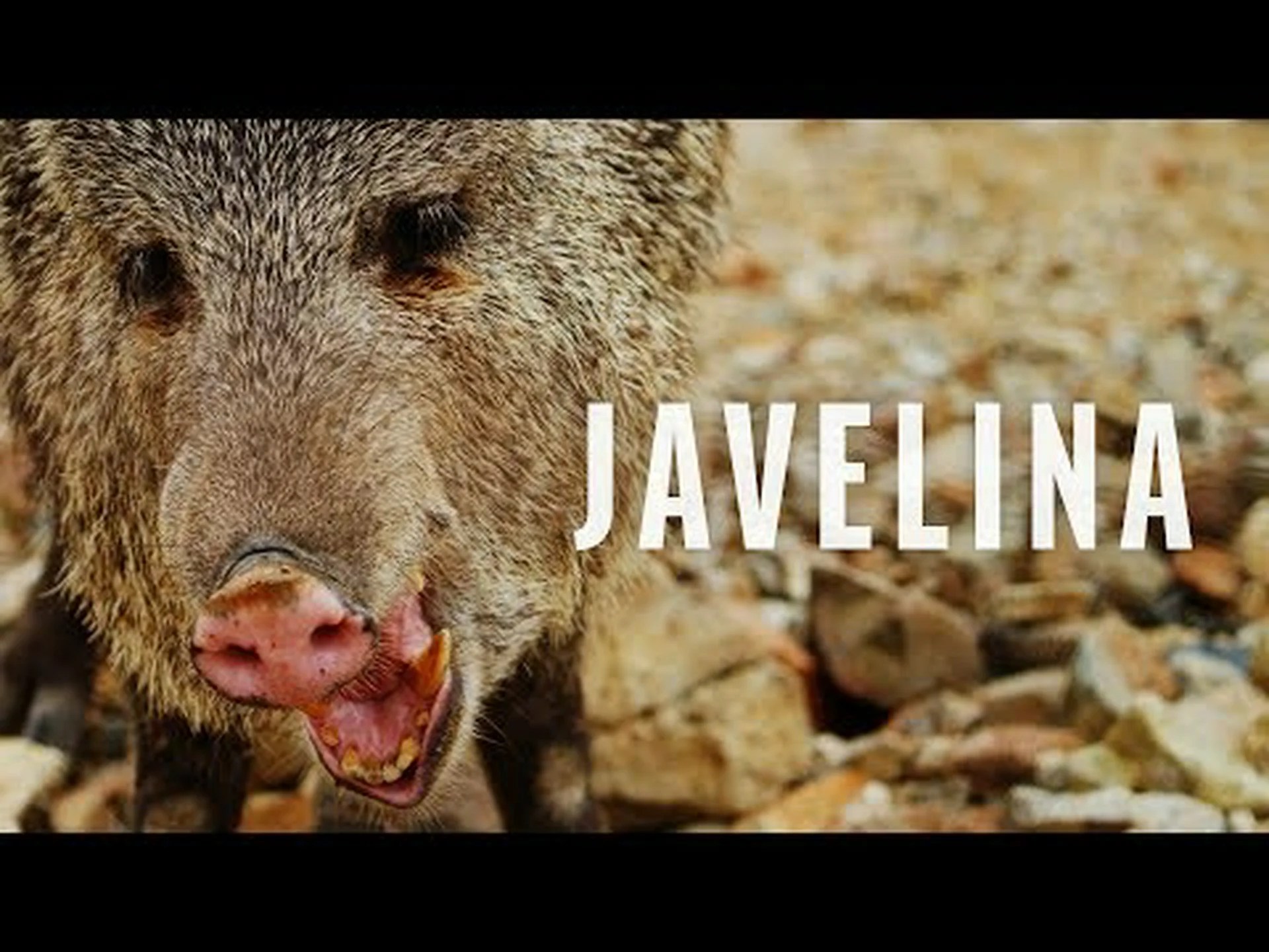 クーガーさえも警戒する牙のあるイノシシに似た珍しい生き物、ジャベリナを紹介する クーガーさえも警戒する牙のあるイノシシに似た珍しい生き物、ジャベリナを紹介する