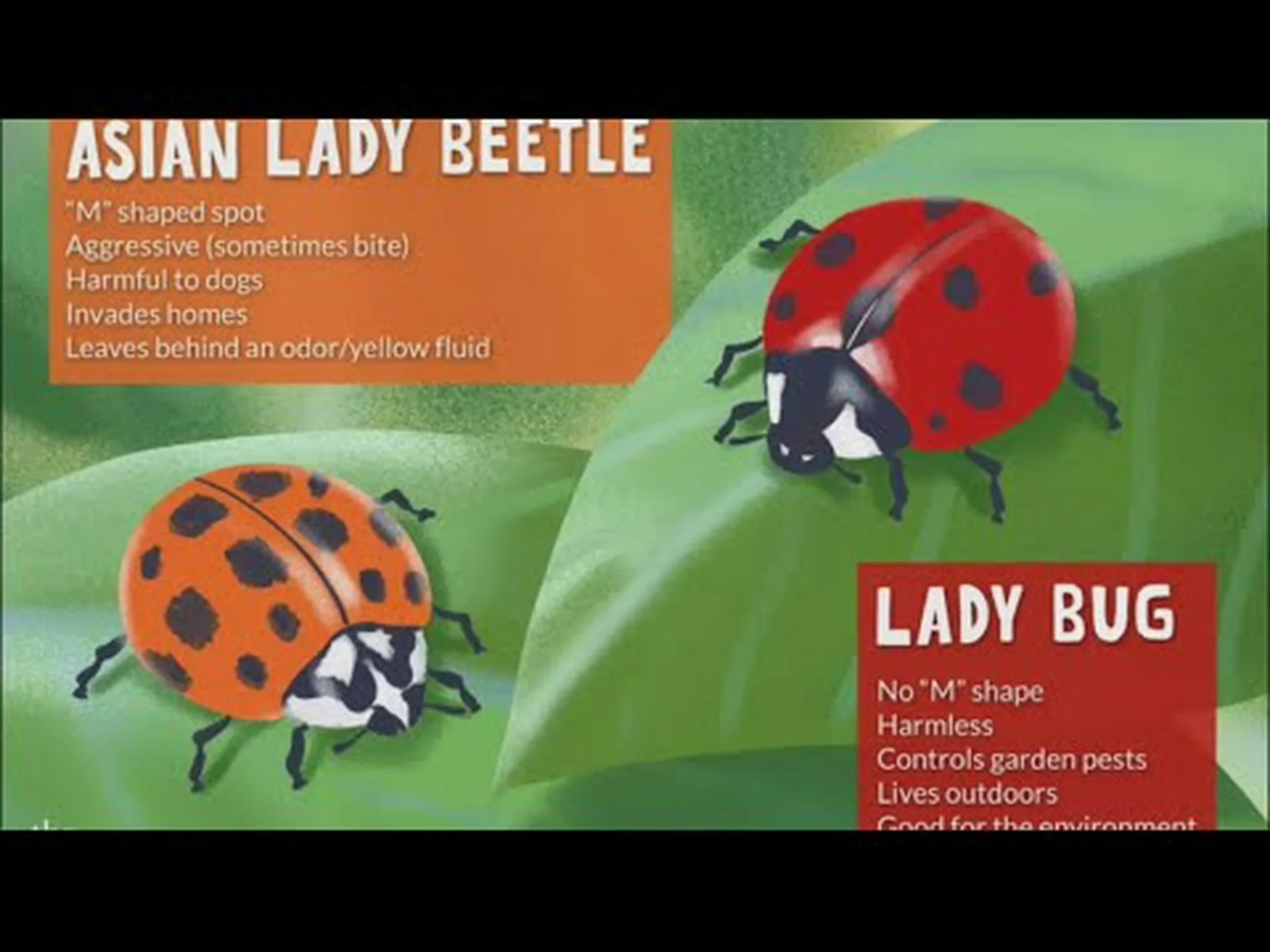 てんとう虫とアジアのカブトムシ: 5 つの主な違いを説明 てんとう虫とアジアのカブトムシ: 5 つの主な違いを説明
