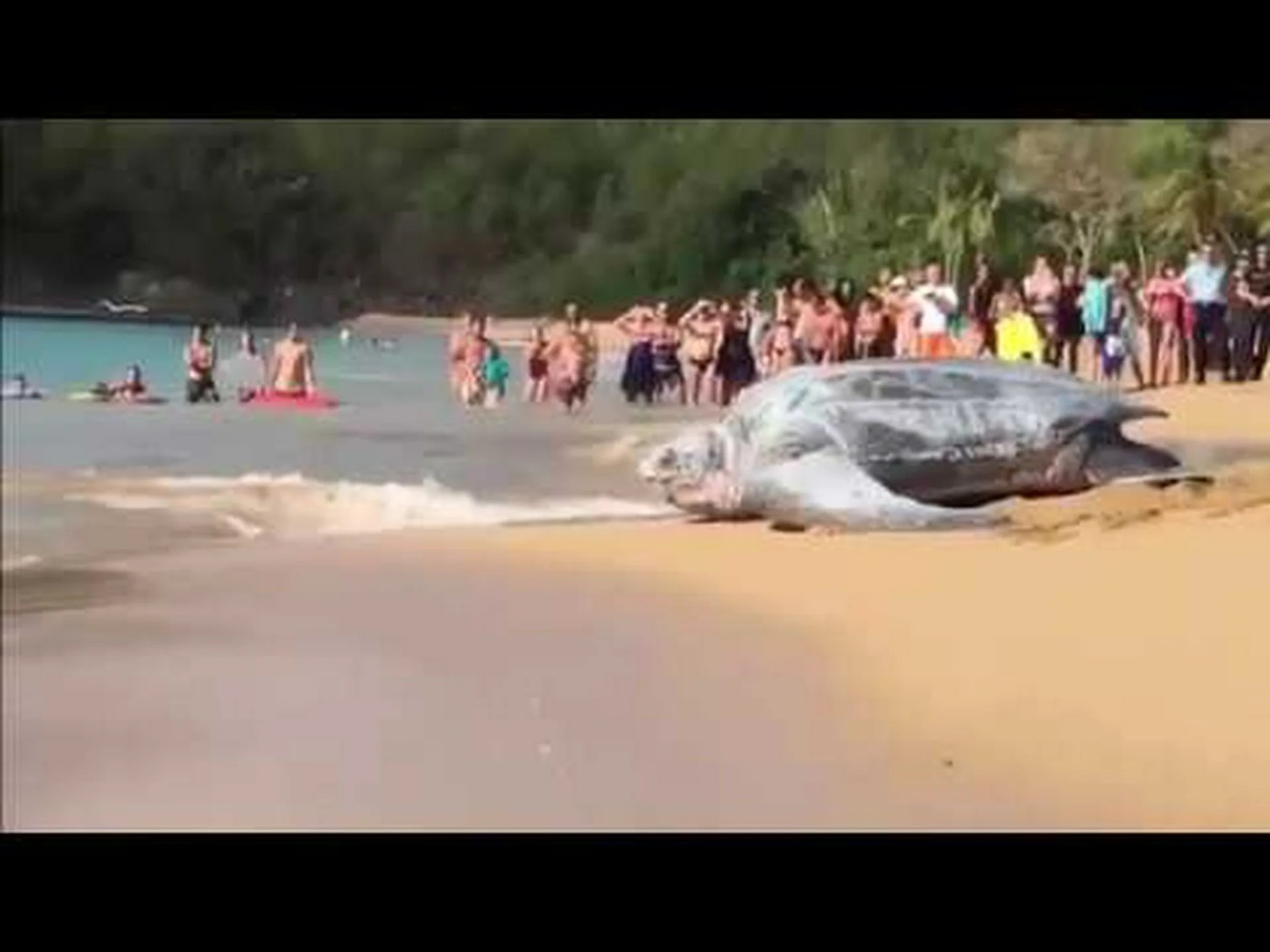 海に入る巨大なオサガメが先史時代のように見える 海に入る巨大なオサガメが先史時代のように見える