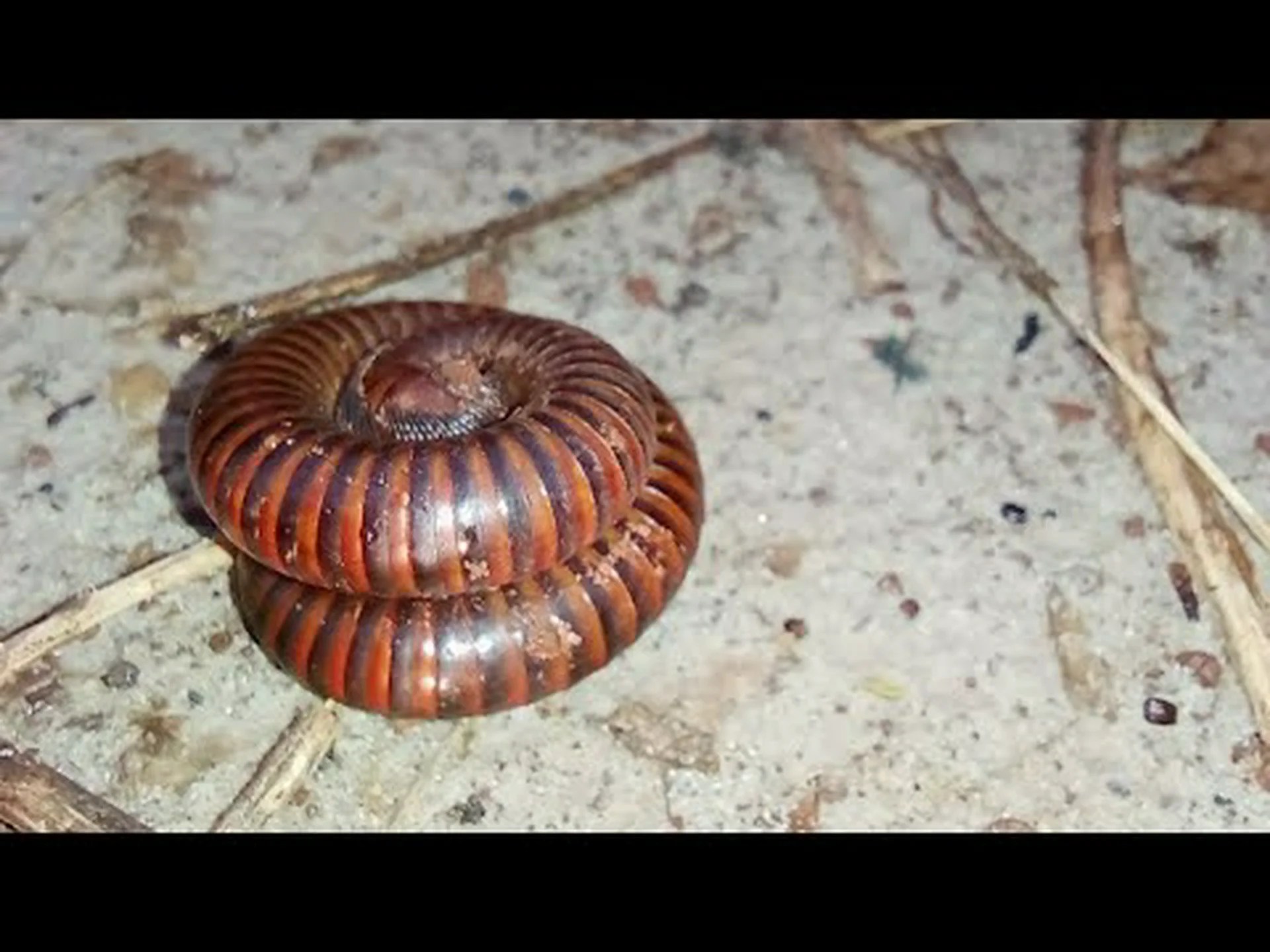 ヤスデは噛みますか?彼らがどのように身を守るかを発見してください! ヤスデは噛みますか?彼らがどのように身を守るかを発見してください!