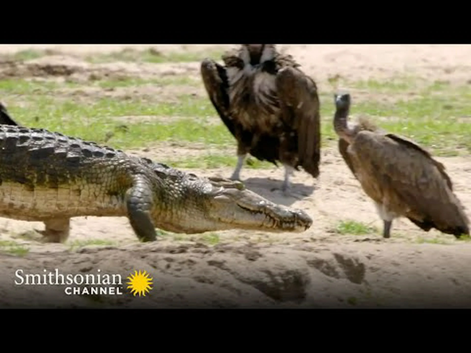 この卑劣なワニが深みから現れ、ハゲワシを飲み込む様子をご覧ください この卑劣なワニが深みから現れ、ハゲワシを飲み込む様子をご覧ください