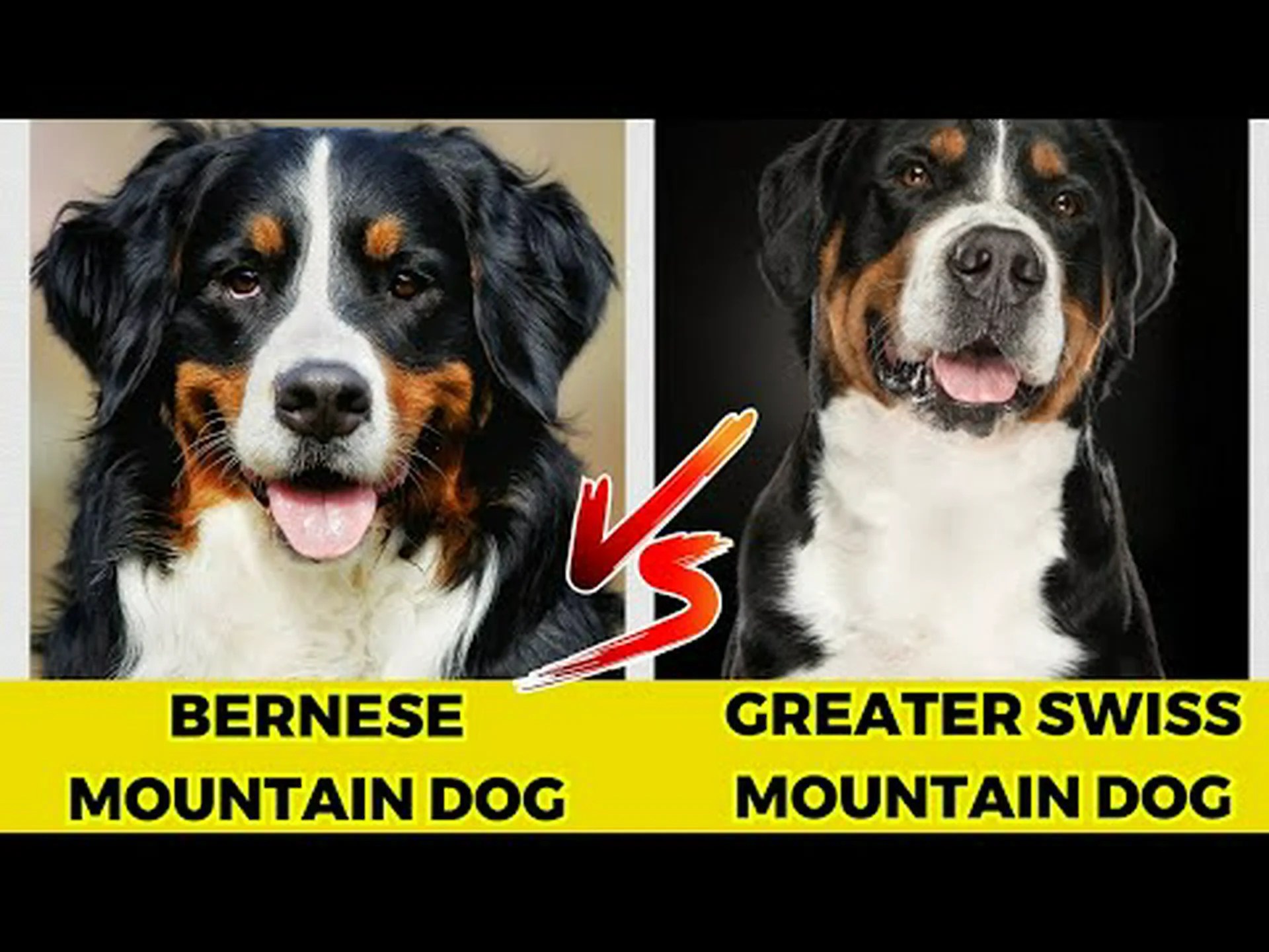 バーニーズとグレーター スイス マウンテン ドッグ: 8 つの違い バーニーズとグレーター スイス マウンテン ドッグ: 8 つの違い