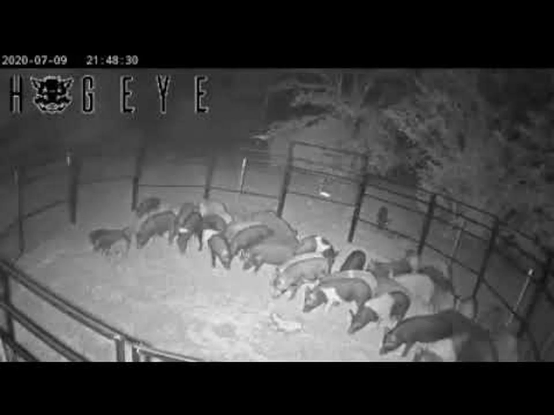 野良豚を永久に駆除する方法 野良豚を永久に駆除する方法