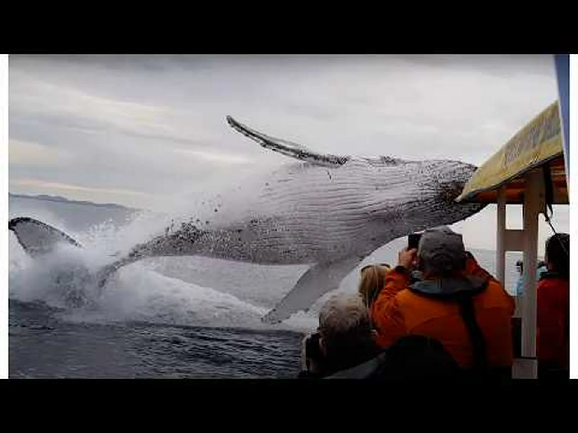 ボートからわずか数フィートのところで巨大なクジラが水面から飛び出す貴重な映像! ボートからわずか数フィートのところで巨大なクジラが水面から飛び出す貴重な映像!