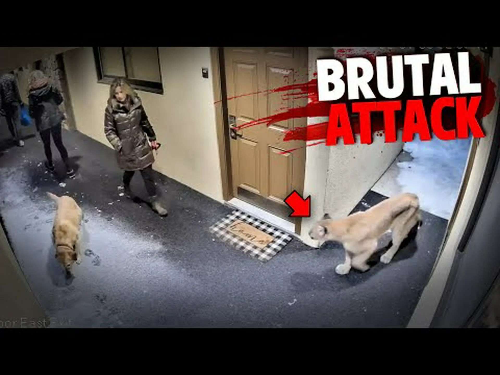 ピューマは人間を襲いますか?データが語ることは次のとおりです ピューマは人間を襲いますか?データが語ることは次のとおりです