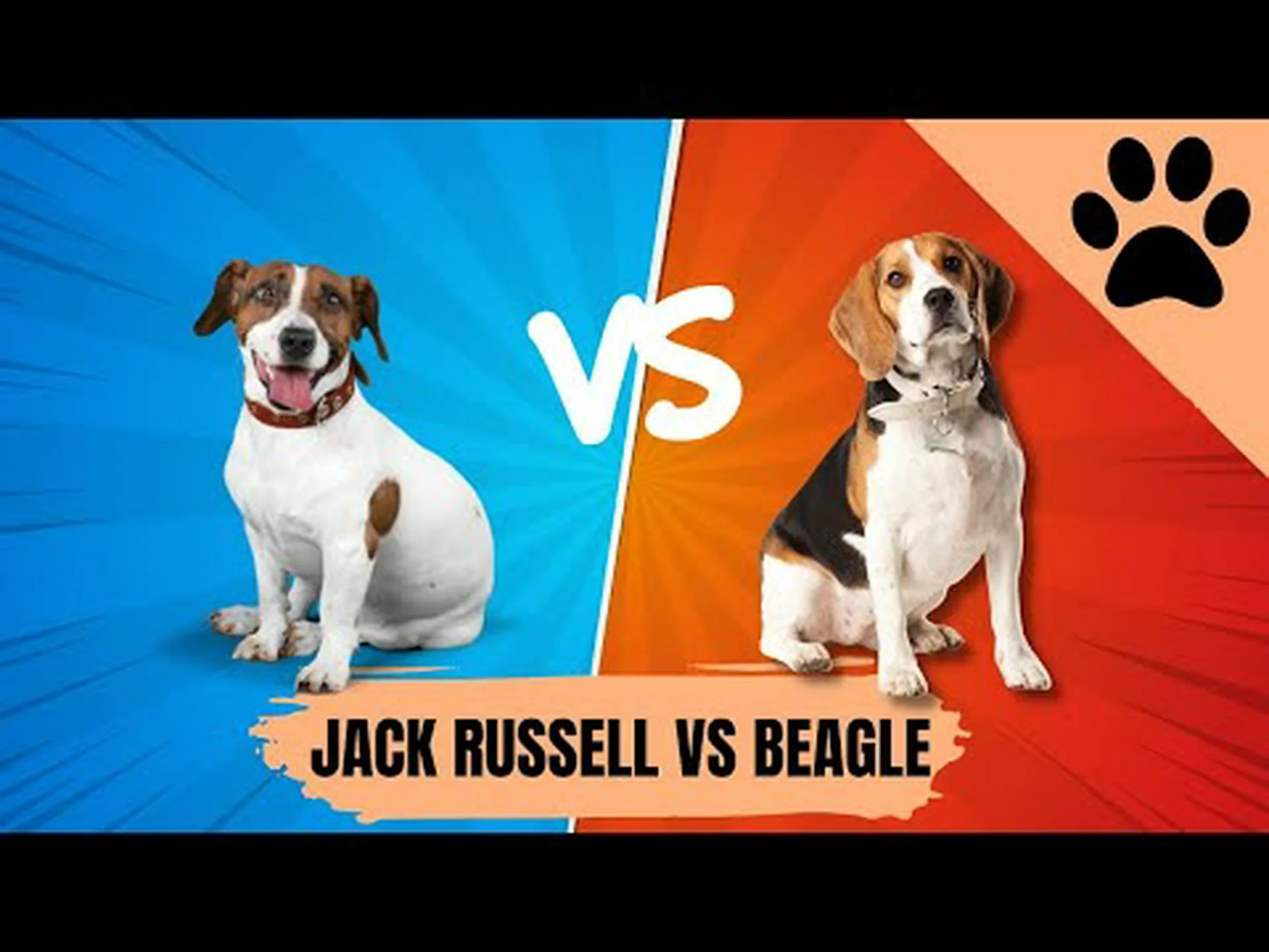 Curtisii Hoya: 完全ガイド Curtisii Hoya: 完全ガイド