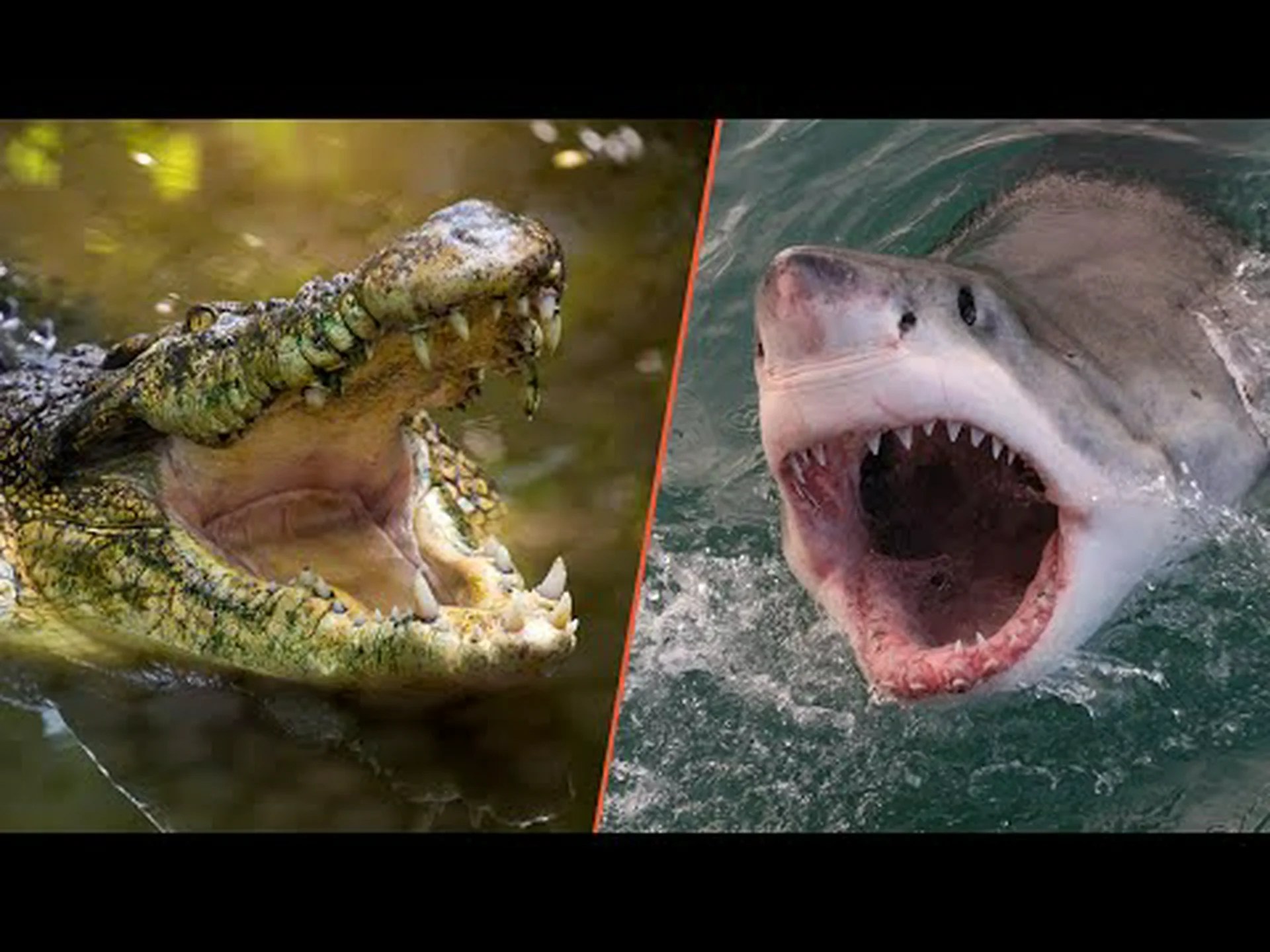 ワニ vs サメ: 最も危険なプレデターは誰ですか? ワニ vs サメ: 最も危険なプレデターは誰ですか?