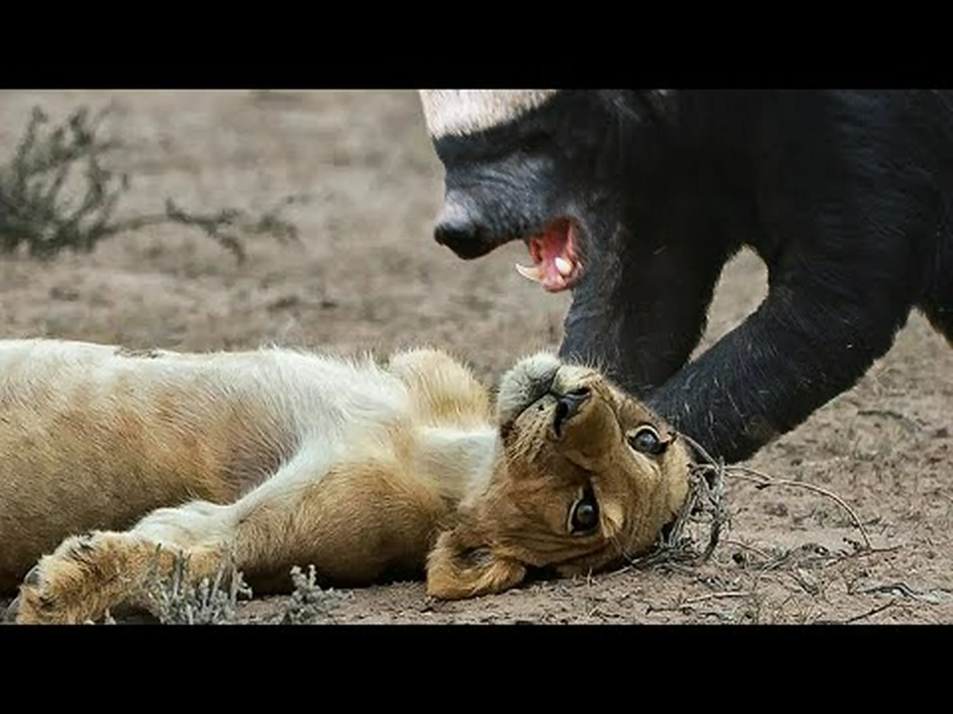 この大胆なラーテルが一歩も退かず、ジャングルの王に屈するのを見てみよう この大胆なラーテルが一歩も退かず、ジャングルの王に屈するのを見てみよう