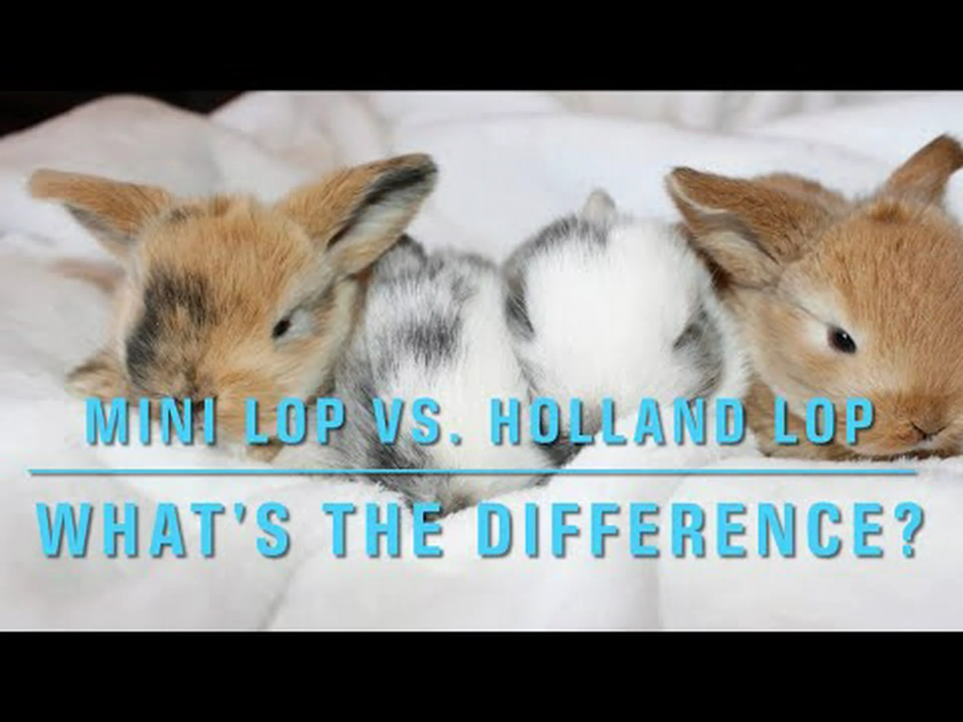 ミニロップとホーランドロップバニー: 違いを見分ける方法 ミニロップとホーランドロップバニー: 違いを見分ける方法