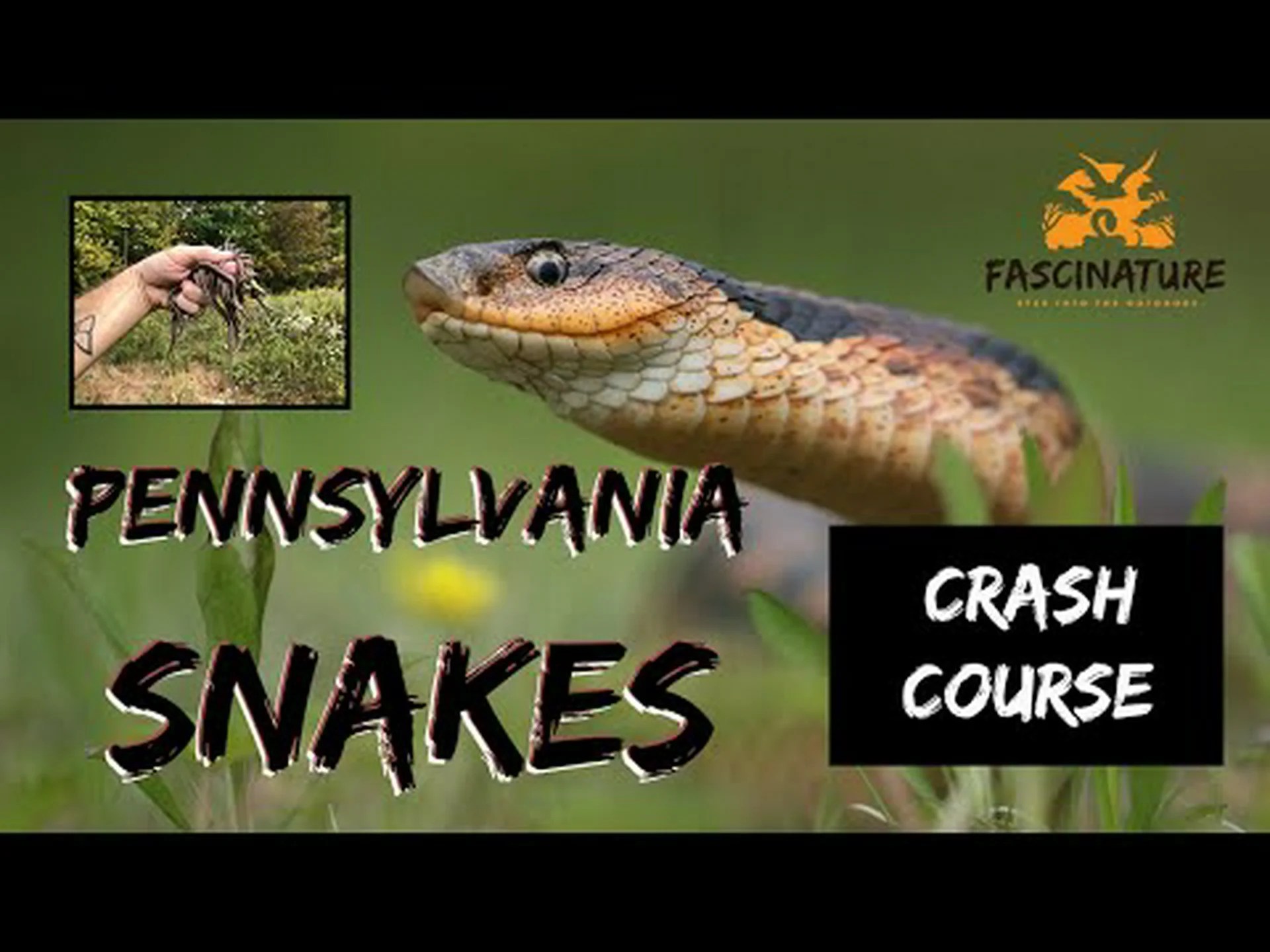 ペンシルバニア州で 2 種類のガラガラヘビを発見 ペンシルバニア州で 2 種類のガラガラヘビを発見