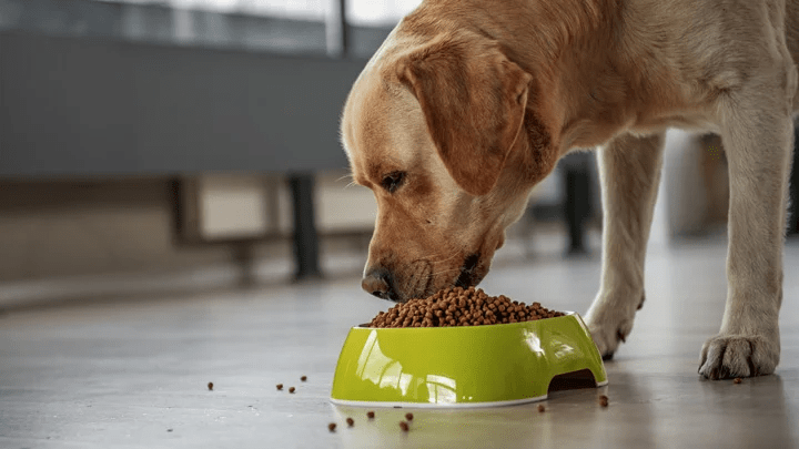 Your Guide to Dog Insurance: Keeping Your Pup Happy and Healthy Your Guide to Dog Insurance: Keeping Your Pup Happy and Healthy