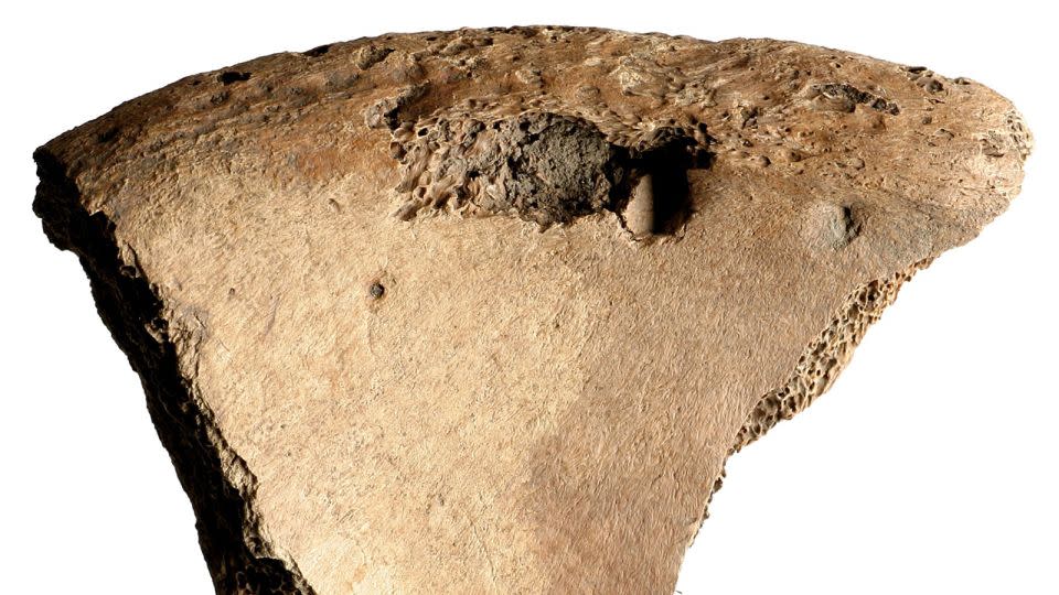 A lion bite probably led to the death of a gladiator, finding new studies A lion bite probably led to the death of a gladiator, finding new studies