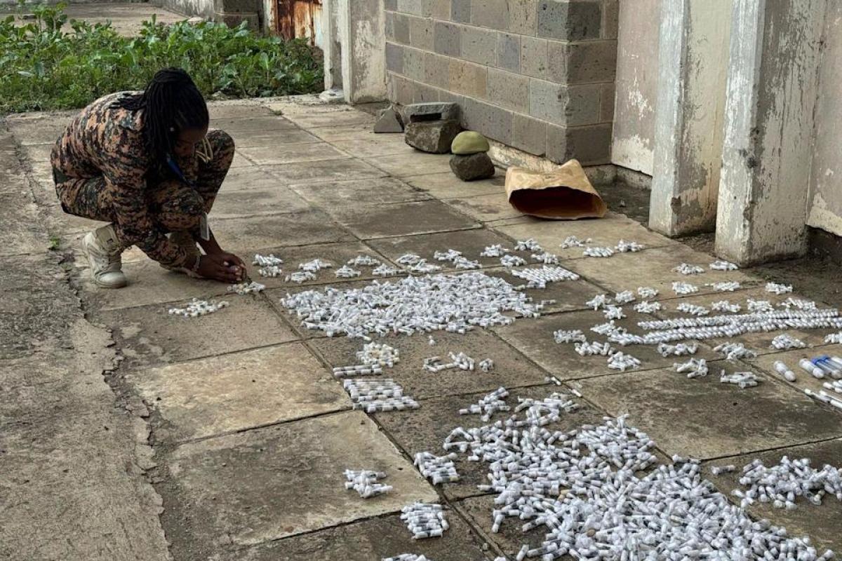 Ants are at the center of a new criminal threatening Europe: “It’s like cocaine” Ants are at the center of a new criminal threatening Europe: “It’s like cocaine”