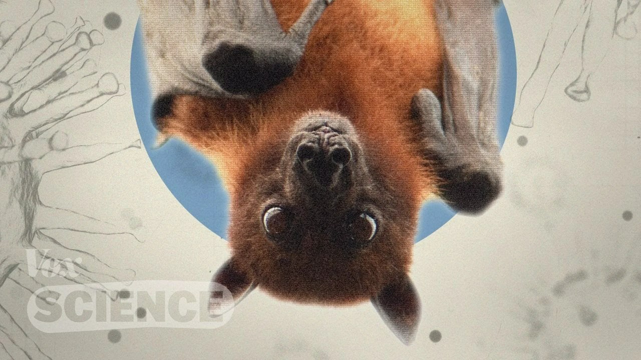 How bats carry deadly diseases without dying How bats carry deadly diseases without dying