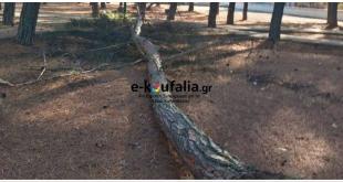 Κουφάλια:Έπεσε δέντρο σε πάρκο (ανάρτηση κατοίκου) Κουφάλια:Έπεσε δέντρο σε πάρκο (ανάρτηση κατοίκου)