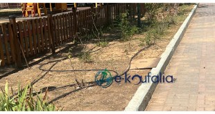 Κουφάλια:Κάποτε υπήρχαν κάτι τριανταφυλλιές….. Κουφάλια:Κάποτε υπήρχαν κάτι τριανταφυλλιές…..