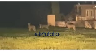 Κουφάλια:Λύκοι στο πάρκο κυκλοφοριακής αγωγής Κουφάλια:Λύκοι στο πάρκο κυκλοφοριακής αγωγής