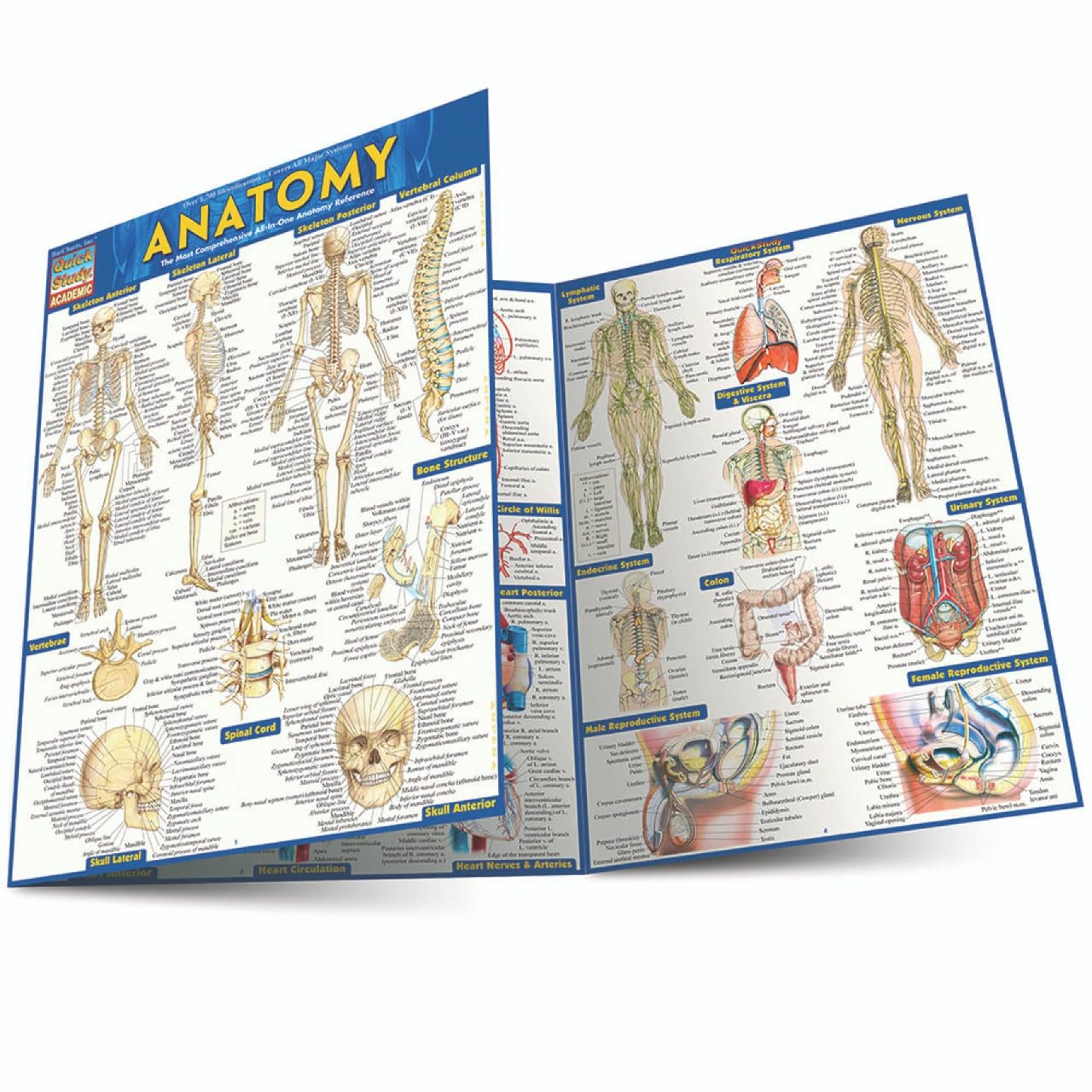 Anatomy QuickStudy Laminated Reference Guide (QuickStudy Academic) Anatomy QuickStudy Laminated Reference Guide (QuickStudy Academic)