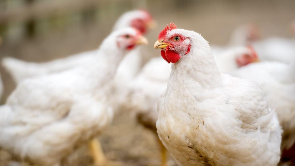 Rising feed costs and falling poultry prices hit Astral Foods’ first-half earnings Rising feed costs and falling poultry prices hit Astral Foods’ first-half earnings