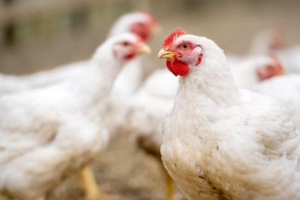 Rising feed costs and falling poultry prices hit Astral Foods’ first-half earnings Rising feed costs and falling poultry prices hit Astral Foods’ first-half earnings