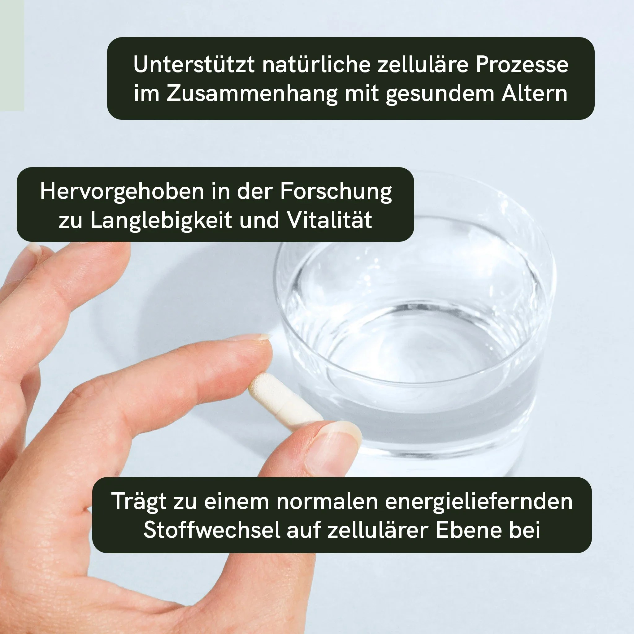 Nicotinamid-Ribosid (NR) Kapseln – Bild 2