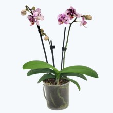 Table Dance Monsoon Droplets mit hellrosa gefleckten Blüten und 2 Rispen Table Dance Monsoon Droplets mit hellrosa gefleckten Blüten und 2 Rispen