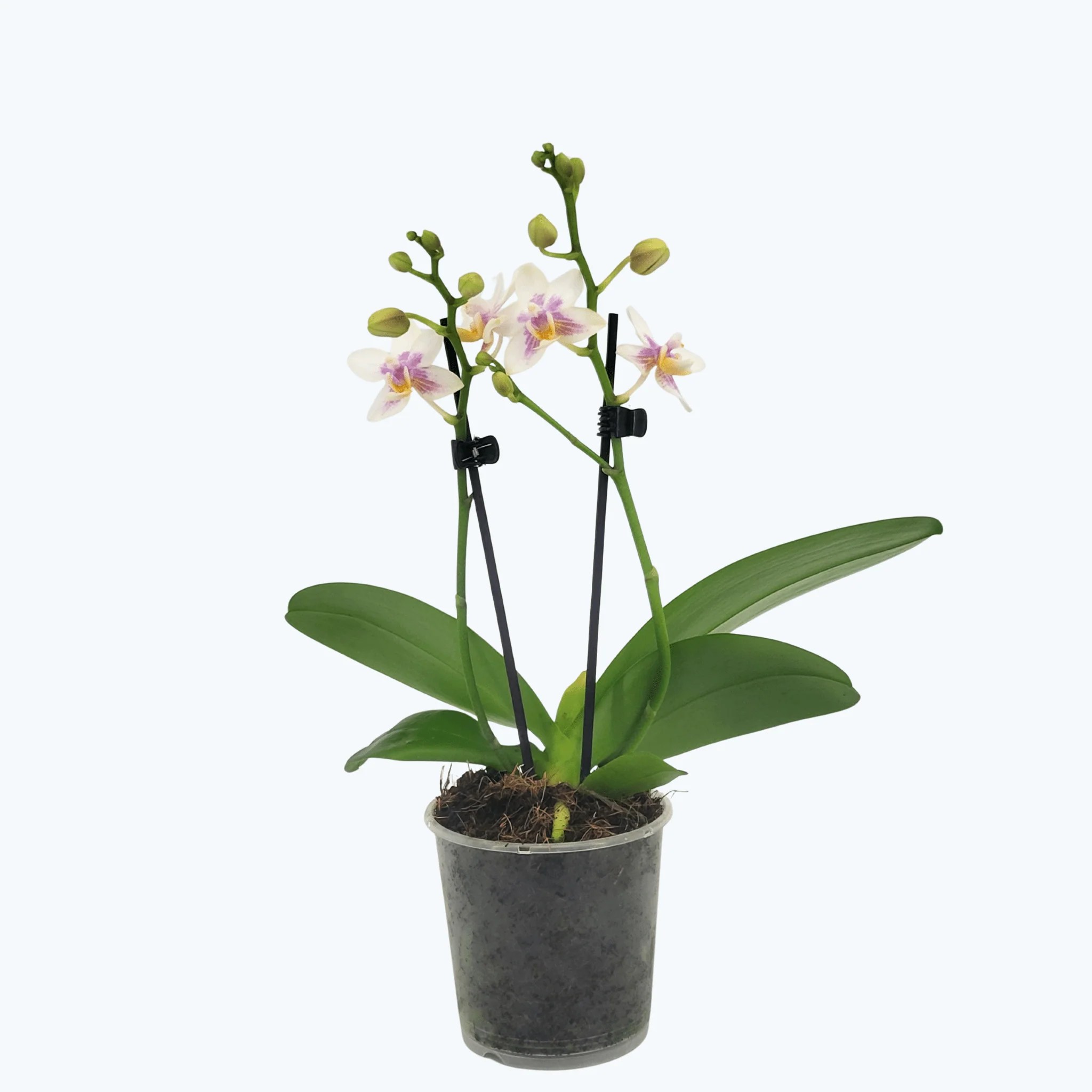 Duftorchidee Table Dance Martina mit hellgelben Blüten und 2 Rispen Duftorchidee Table Dance Martina mit hellgelben Blüten und 2 Rispen