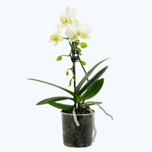 Table Dance Wasserfall Weiß mit weißen Blüten und 1 Rispe Table Dance Wasserfall Weiß mit weißen Blüten und 1 Rispe