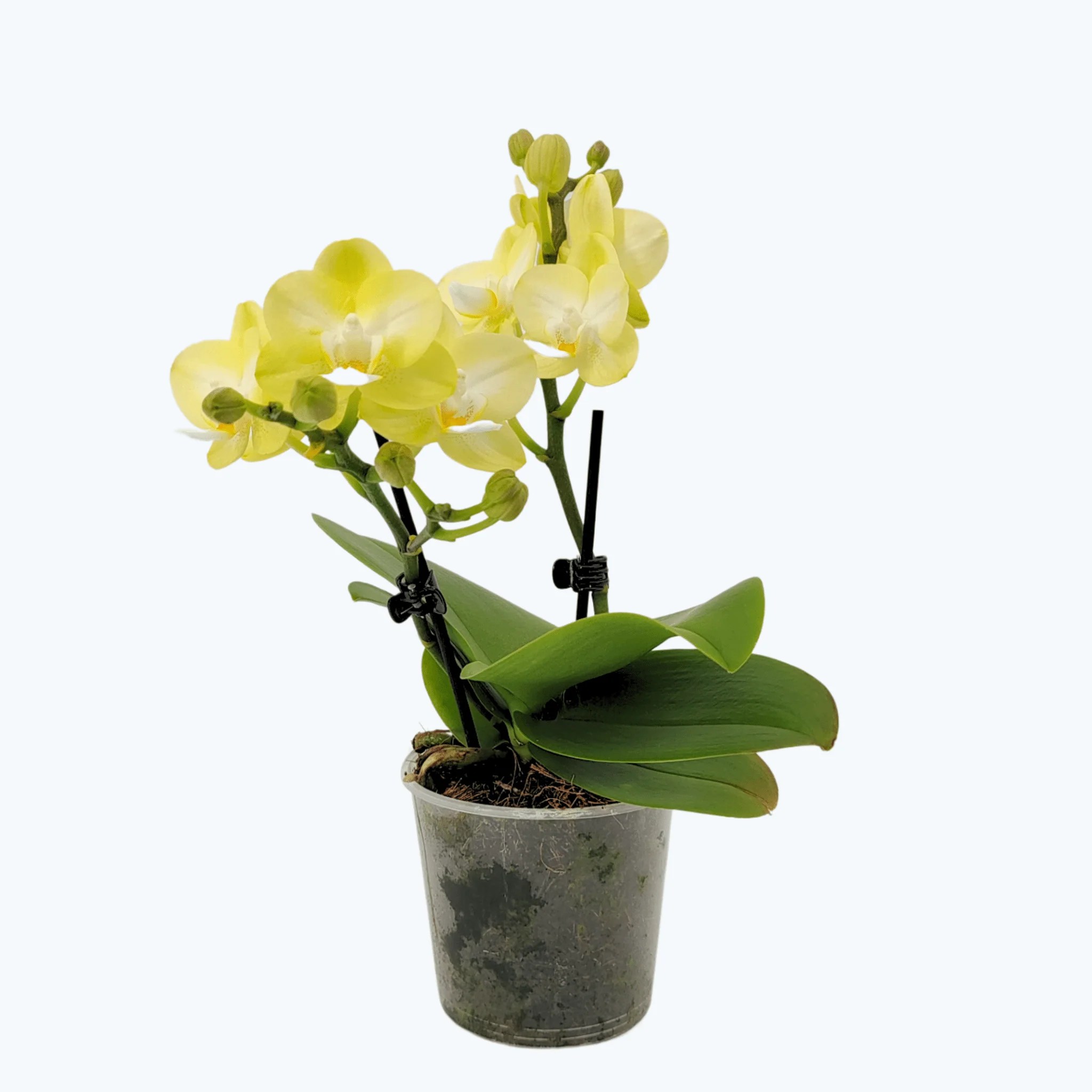 Table Dance Kayla mit hellgelben wachsartigen Blüten und 2 Rispen Table Dance Kayla mit hellgelben wachsartigen Blüten und 2 Rispen