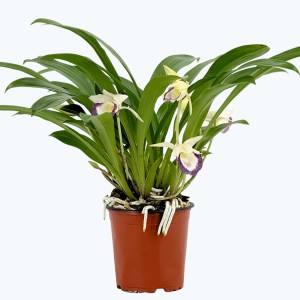 Cochleanthes Duftorchidee mit weiß-violetten Blüten im 12cm Topf Cochleanthes Duftorchidee mit weiß-violetten Blüten im 12cm Topf