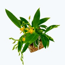 Mini-Duft-Orchidee Cyrtochilum Meirax im Korkquader Mini-Duft-Orchidee Cyrtochilum Meirax im Korkquader