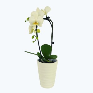 Table Dance Wasserfall Weiß mit weißen Blüten und 1 Rispe inkl. Keramik Table Dance Wasserfall Weiß mit weißen Blüten und 1 Rispe inkl. Keramik