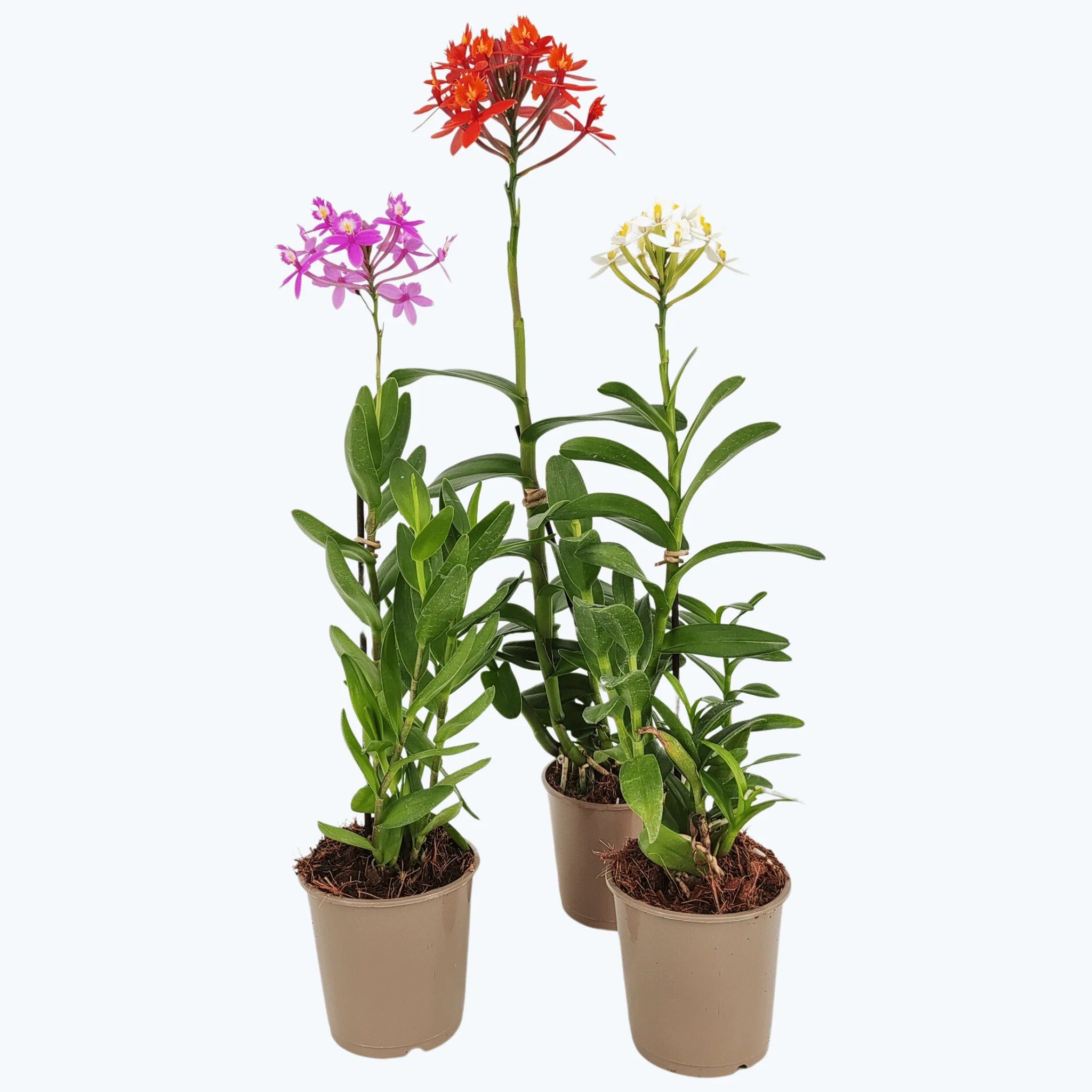 Epidendrum Nordic Fire Dauerblüher im 3er Set mit 1+ Rispen Epidendrum Nordic Fire Dauerblüher im 3er Set mit 1+ Rispen