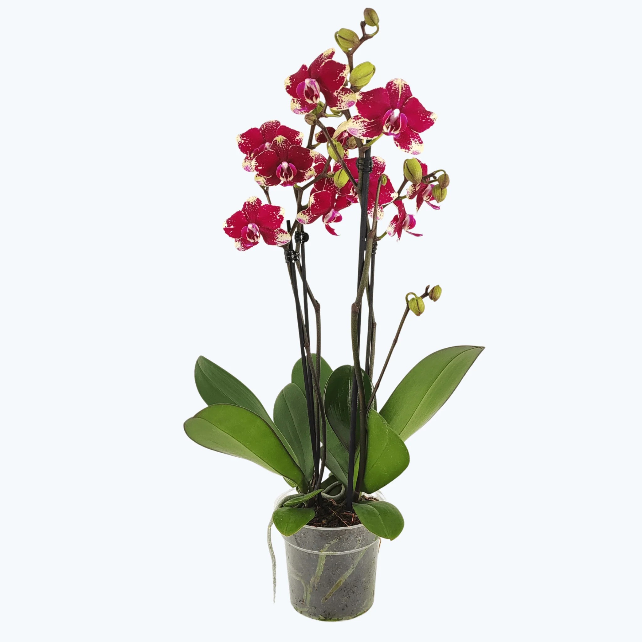 Große Two of Us Rombley mit magentaroten-gefleckten Blüten und 2 Rispen Große Two of Us Rombley mit magentaroten-gefleckten Blüten und 2 Rispen