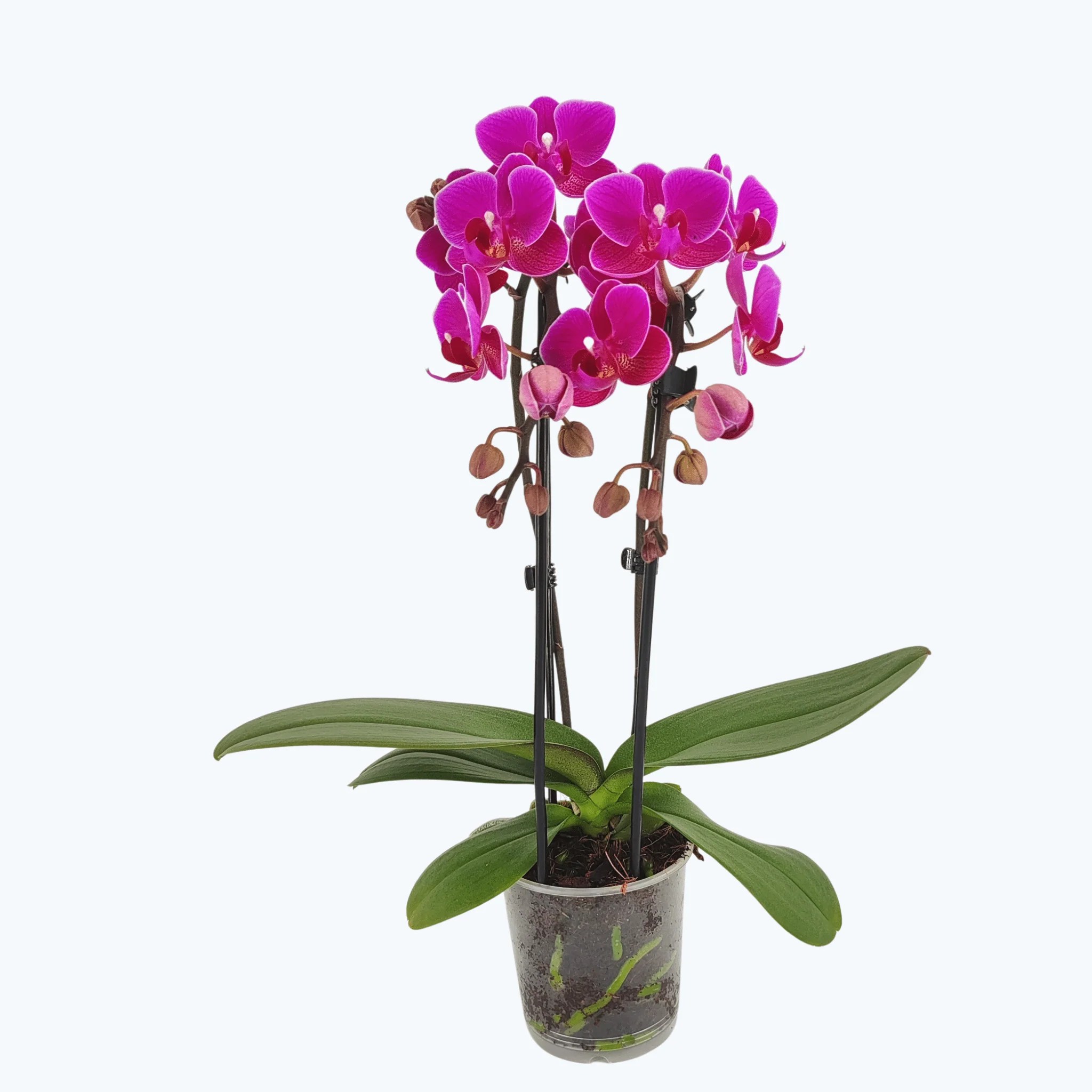 Table Dance Wasserfall Merida mit violetten Blüten und 2 Rispen Table Dance Wasserfall Merida mit violetten Blüten und 2 Rispen