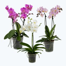 Große Two of Us Farbmix im 3er Set mit 2 Rispen Große Two of Us Farbmix im 3er Set mit 2 Rispen