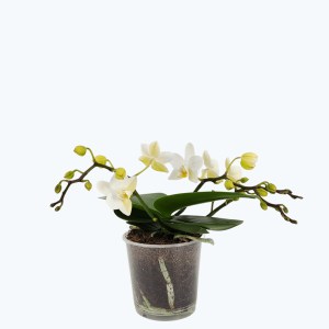 Bonsaiorchidee Nazare mit weißen Blüten und 3+ Rispen Bonsaiorchidee Nazare mit weißen Blüten und 3+ Rispen