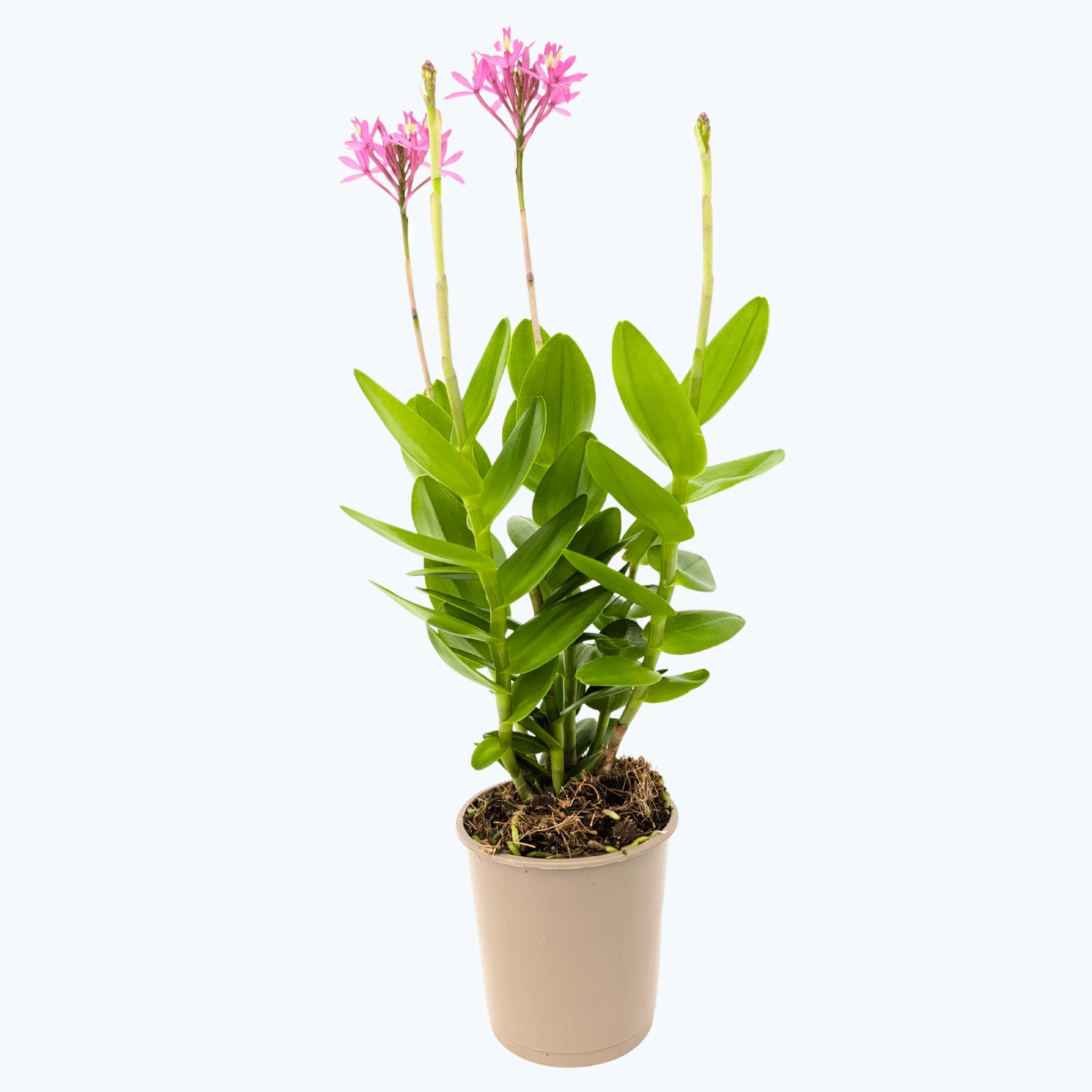Epidendrum Nordic Fire Dauerblüher mit violettfarbenen Blüten und 2+ Rispen Epidendrum Nordic Fire Dauerblüher mit violettfarbenen Blüten und 2+ Rispen