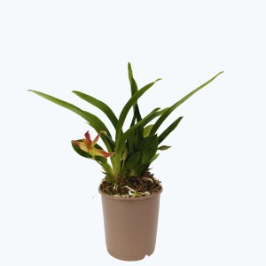 Cochleanthes Hybride mit rot-braunen Blüten im 9cm Topf Cochleanthes Hybride mit rot-braunen Blüten im 9cm Topf