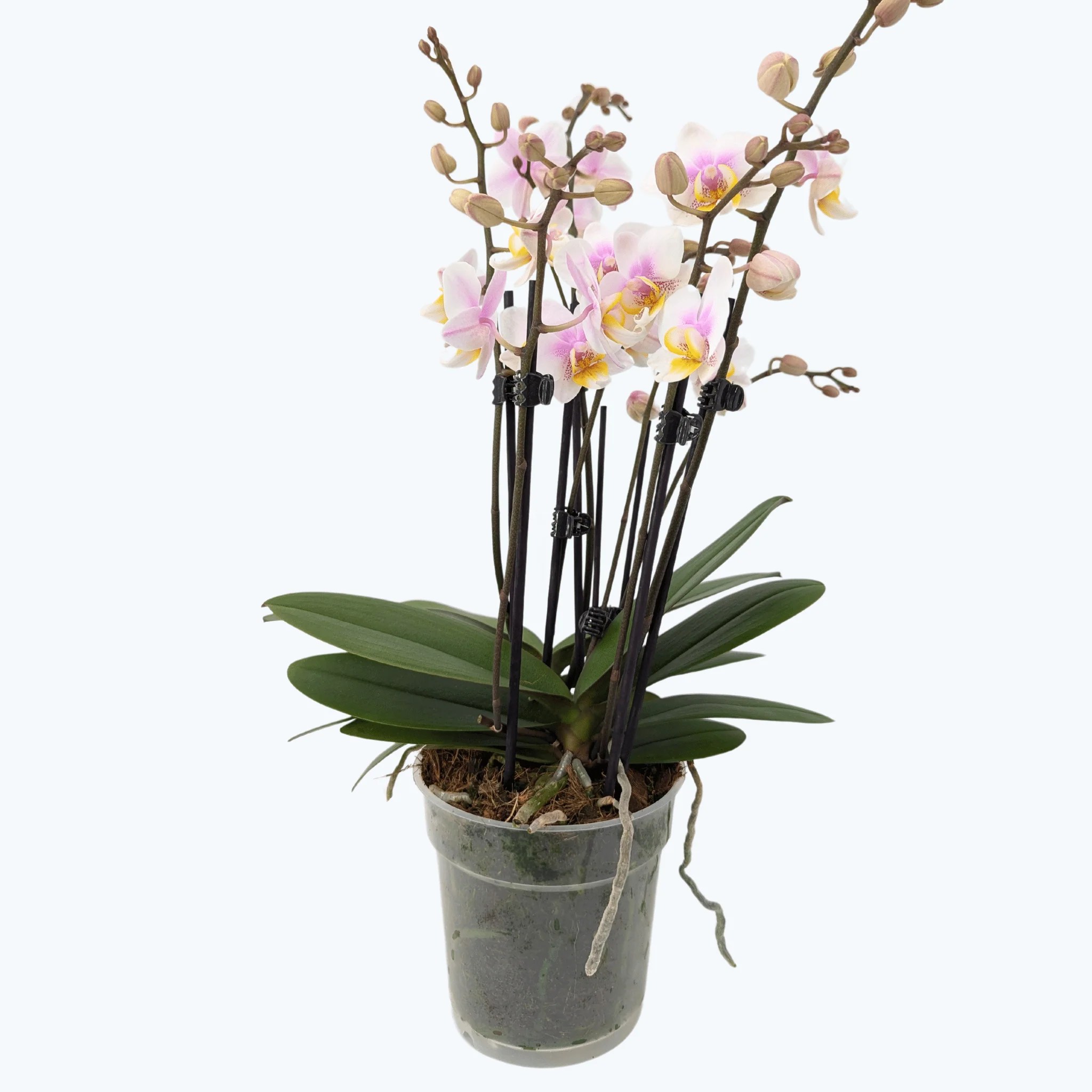 Große Two of Us San José mit zartrosa Blüten und 5+ Rispen Große Two of Us San José mit zartrosa Blüten und 5+ Rispen