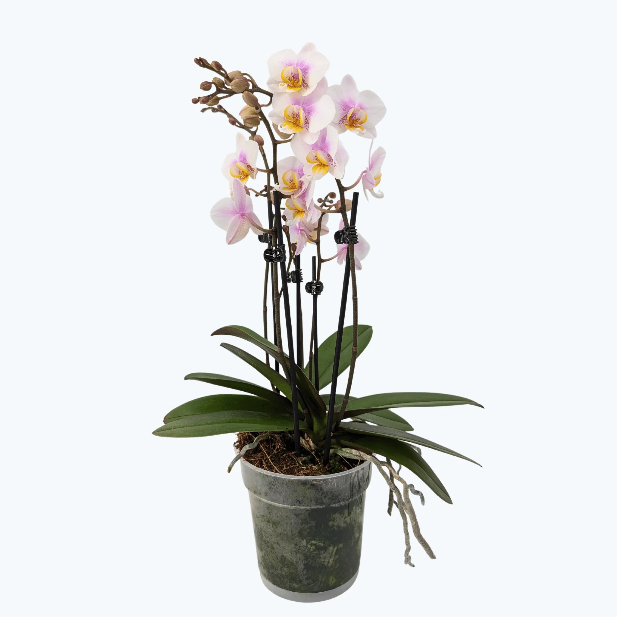 Große Two of Us San José mit zartrosa Blüten und 4 Rispen Große Two of Us San José mit zartrosa Blüten und 4 Rispen