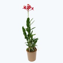 Epidendrum Nordic Fire Dauerblüher mit roten Blüten und 1 Rispe Epidendrum Nordic Fire Dauerblüher mit roten Blüten und 1 Rispe
